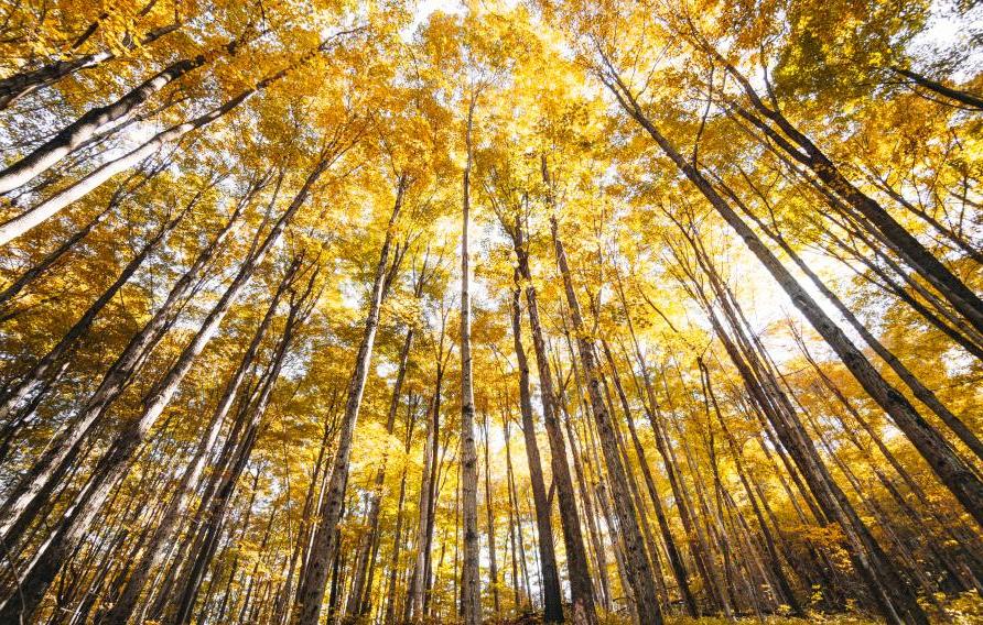 autumn tree low angle view